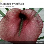 Stoppa pressarna! Nu blommar Svinröven